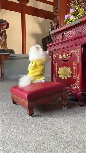 Unveiling the Genius: 5 Years of Smart Teaching Awaits! (中文：揭秘天才：5年智能教学等你来