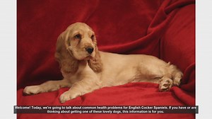 Common Health Problems in English Cocker Spaniels