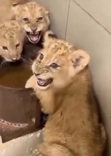 7.4K views · 38 reactions | Our beautiful lion cubs are growing...