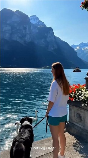 Bernese Mountain Dog in stunning Switzerland! #bernesemountaindogs