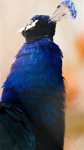 Mr peacock is confused that whose knocking on the door 🤣