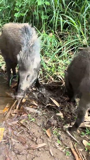 Two dogs shot arrows while drinking water.#shorts #shortsfeed #wildlife