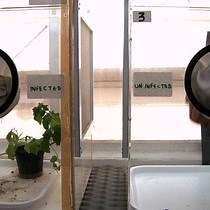 Video: Fluorescence in situ Hybridizations FISH for the Localization of Viruses and Endosymbiotic Bacteria in Plant and Insect Tissues