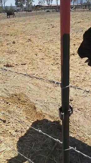 La gran belleza Angus 💖😍 | Miguel Caballero