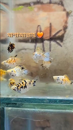 "Marble Balloon Molly Fish Care Guide Beautiful Aquarium Fish" #MarbleBalloonMolly #fish #fishtank