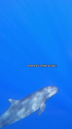 Witness False Killer Whales Hunting in the Wild