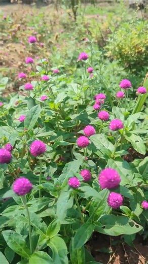 "Vibrant Globe Amaranth Flowers: A Splash of Color 🌸"
