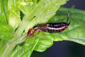 How to Identify and Get Rid of Earwigs