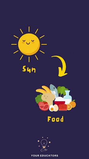 #Youreducator #gednotes #GED #Morgan #gedscience #science #photosynthesis #plant