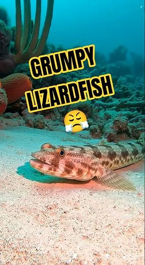 Grumpy Lizardfish Resting on the Sand