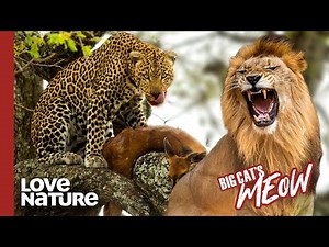 Leopard vs. Lion: Battle of the Big Cats
