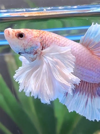 Explore the Beauty of Dumbo Betta Fish