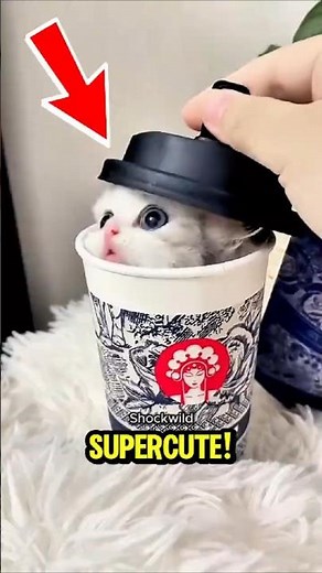 TOP MOST ADORABLE CAT VIDEOS THAT WILL COMPLETELY MELT YOUR HEART! 😻💖