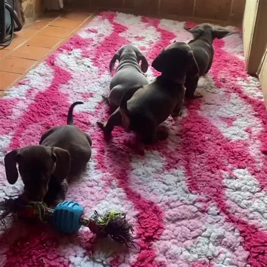 Chiot teckel disponible — élevage familial France