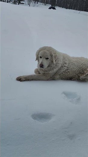 So much snow!! ❄️