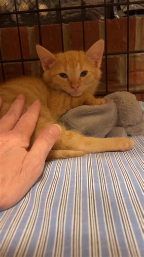 The professor isn’t feeling well. He’s taking worming medicine so hopefully he’ll feel better soon. #kitten #catsofinstagram #adoptdontshop | Kitten Zookeeper