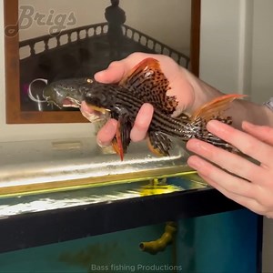 I Bought the World’s RAREST Alien Fish! | Brigs Fishing Team