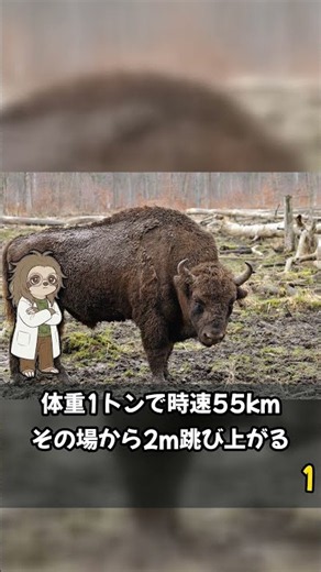 クマより人を襲うアメリカバイソンの雑学3選