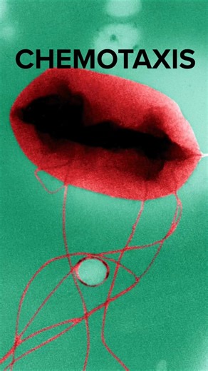 Chemotaxis