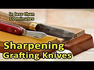 Grafting Fruit Trees | Sharpening Grafting Knives | Increase your percentage of successful grafts