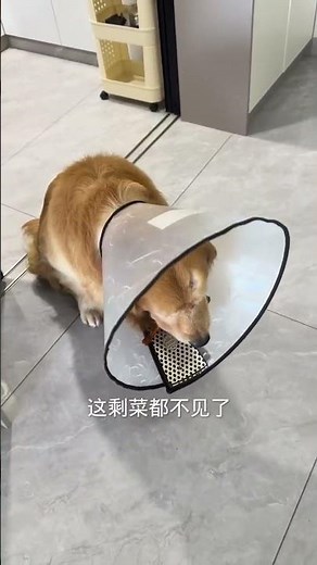 小姨说家里明明剩那么多菜，一去吃就光溜溜，真相来了，原来都是77这个鬼精灵偷吃了，这个鸡腿特意给小舅舅留的又被77偷了，家贼难防啊