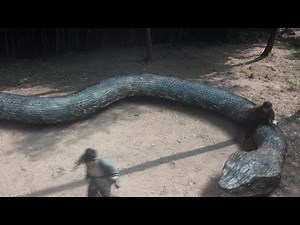 The fainting giant snake suddenly woke up, and the guy rode on the snake and crashed into the tree!