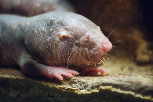 The naked mole rat's superpower: Here's what it reveals about living longer | Discover Wildlife