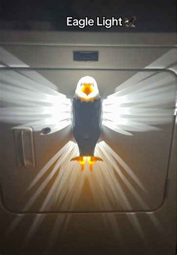 Eagle light! #springtok #fyp #eagle #light
