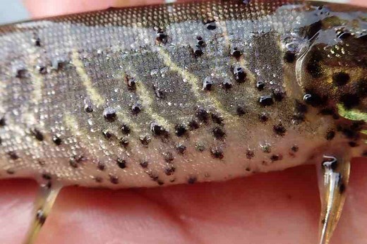 Black Spot On Fish: Causes, Symptoms & Treatment - Fish Article