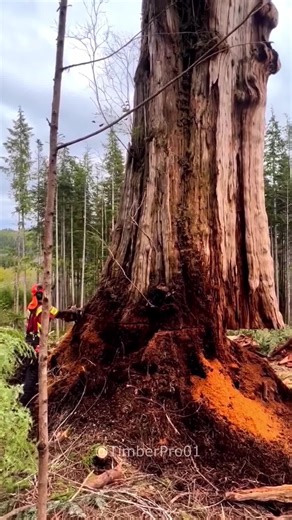 The Perfect Cut 😌 #tree #satisfying #asmr #oddlysatisfying #chainsaw