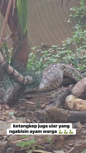Akhirnya ketangkep juga ular raksasa yang ngabisin ayam warga 😱😱😱 #reaction #snake #piton #animals