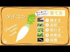 ダイコン 育て方⑥【栽培】ダイコンの育て方ー総集編ー