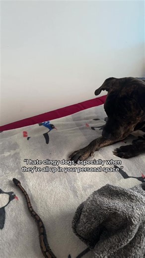 Cocoa the Pit Mix: Couch and Bed Permission Explained