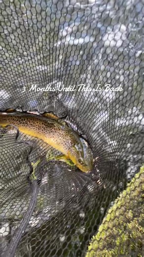 Get Ready for Trout Fishing Season