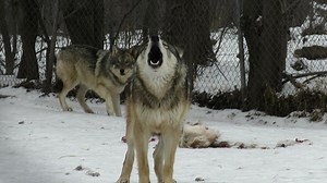 Wolves make all kinds of noises, not just howls. Bark-howling, as the name implies, combines barks and howls to alert other wolves in the pack to potential danger. In this case, the danger was the camera. Help Graham feel safe in his new home by donating to Move the Pack: http://tinyurl.com/MoveThePack | Wildlife Science Center