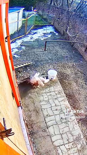 Amazing Hawk Catching Chicken Compilation