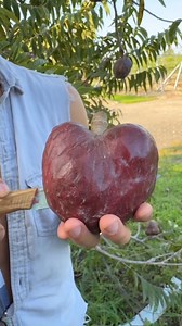 ANONAS PINK | Nueva Ecija Grafted fruit trees