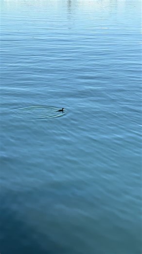 Keke•• (@keke_shal._.33)’s videos with original sound - Keke••