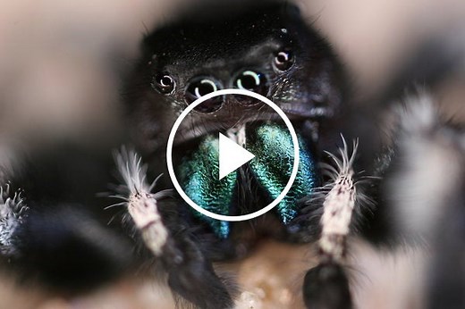 Video: Inside a Jumping Spider’s Brain