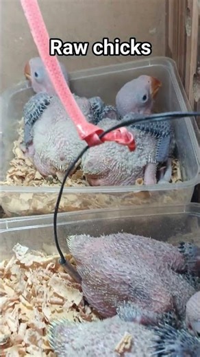 Raw Parrot Chicks in Brooder | New Life Begins 🐣🔥