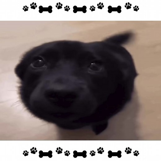 Adorable Puppies Playing and Having Fun