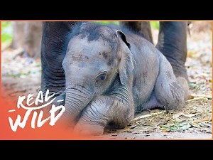 Wild African Animals Daily Fight For Survival | Race of Life | Real Wild