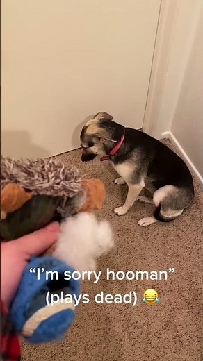 Guilty Puppy Plays Dead after Getting Caught || ViralHog