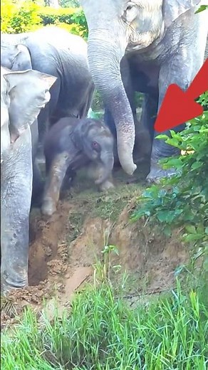 Elephant Herd Protects a Newborn Calf by the Water | A Baby Elephant's First Climb