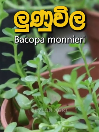 Lunuwila (Bacopa monnieri) ගේ තුළ ලෙහෙසියෙන් වවන්නා කෙසේද?