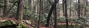 Old-Growth Forests - New River Gorge National Park & Preserve (U.S. National Park Service)
