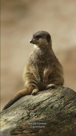 “Wait for It… 😳 | Wild Animal in Slow Motion (4K)” #wildanimals #viralshorts