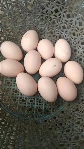 Columbian Brahma eggs 🥚🥚🥚