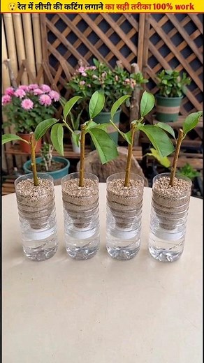 😲A fast method for planting lychee cuttings #cuttingskills #fruit #gardening