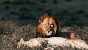 Are Lions Loyal to Their Pride, Mates, and Owners? - Wild Explained